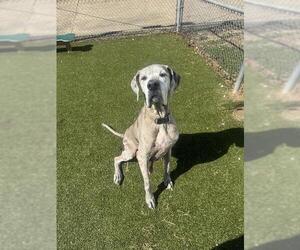 Great Dane-Unknown Mix Dogs for adoption in Pasadena, TX, USA