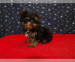 Small Photo #17 Yorkshire Terrier Puppy For Sale in PATERSON, NJ, USA