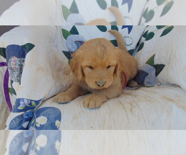 Medium Photo #2 Golden Retriever Puppy For Sale in WESTCLIFFE, CO, USA