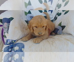 Small Photo #2 Golden Retriever Puppy For Sale in WESTCLIFFE, CO, USA