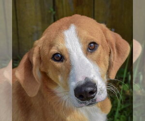 Borador Dogs for adoption in Huntley, IL, USA