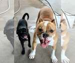 Small #4 Pug Mix
