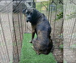 Small #1 Boxer