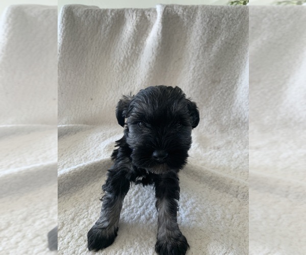 Medium Photo #3 Schnauzer (Miniature) Puppy For Sale in EDMOND, OK, USA