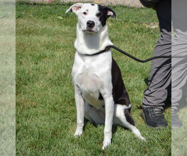 Medium Photo #3 Border Collie-Great Pyrenees Mix Puppy For Sale in Huntley, IL, USA