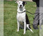 Small #2 Border Collie-Great Pyrenees Mix