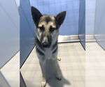 Small German Shepherd Dog