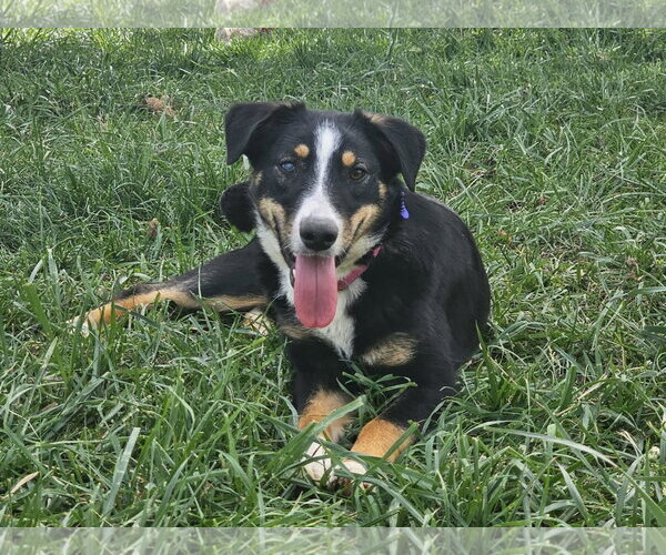 Medium Photo #4 Australian Shepherd-Unknown Mix Puppy For Sale in Cookeville, TN, USA