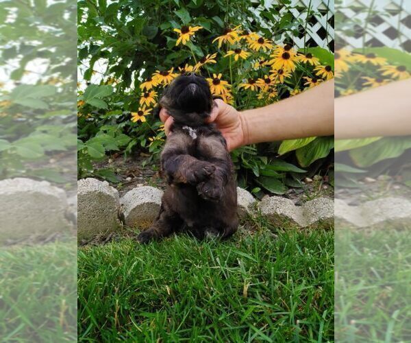 Medium Photo #7 Miniature Labradoodle Puppy For Sale in CLARE, MI, USA