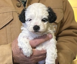 Havanese Puppy for sale in DREXEL, MO, USA