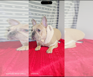 Father of the French Bulldog puppies born on 01/15/2025
