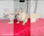 Small Photo #1 French Bulldog Puppy For Sale in WRIGHTSVILLE, PA, USA