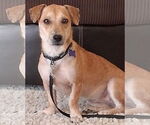Small #2 Dachshund Mix