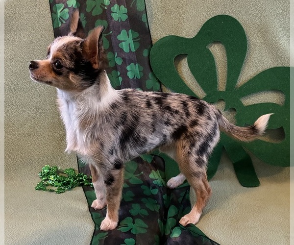 Medium Photo #3 Chihuahua Puppy For Sale in NEWVILLE, PA, USA