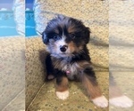 Small Photo #3 Bernedoodle (Miniature) Puppy For Sale in LAWRENCE, MI, USA