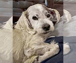 Small #2 Maltese Mix