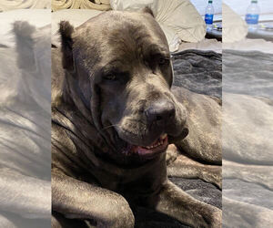 Father of the Cane Corso puppies born on 07/24/2021