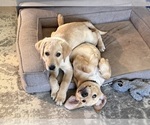 Small #2 Labrador Retriever