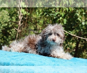 ShihPoo Puppy for sale in DYERSBURG, TN, USA