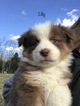 Small Photo #1 Australian Shepherd Puppy For Sale in RUSSELLVILLE, KY, USA