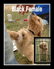Poodle (Standard) Puppy for sale in CLEMMONS, NC, USA