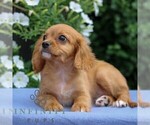 Small #4 Cavapoo