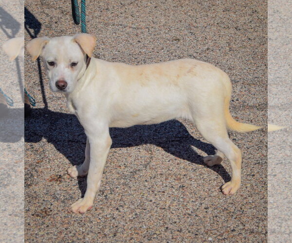 Medium Photo #2 Siberian Husky-Unknown Mix Puppy For Sale in Huntley, IL, USA