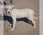 Small Photo #2 Siberian Husky-Unknown Mix Puppy For Sale in Huntley, IL, USA