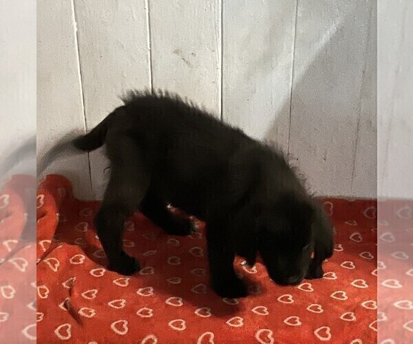 Medium Photo #5 Newfoundland Puppy For Sale in AURORA, IN, USA