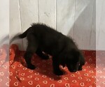 Small #4 Newfoundland