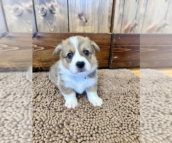 Medium Photo #1 Pembroke Welsh Corgi Puppy For Sale in ROCK VALLEY, IA, USA