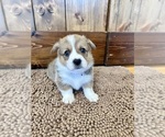 Puppy Blade Pembroke Welsh Corgi