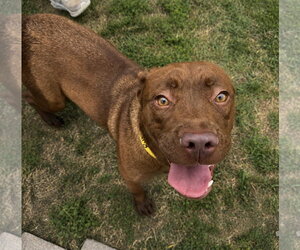 Coonhound-Labrador Retriever Mix Dogs for adoption in Houston, TX, USA
