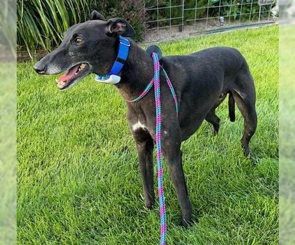 Medium Photo #3 Greyhound Puppy For Sale in Cherry Hill, NJ, USA
