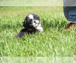 Shih Tzu Puppy for sale in PALM COAST, FL, USA