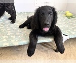 Puppy Baby Brown Golden Retriever-Goldendoodle Mix