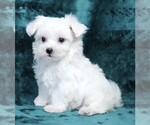 Small #1 Maltese