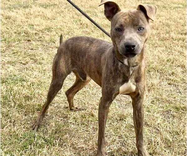 Medium Photo #3 Mutt Puppy For Sale in Abbeville, LA, USA