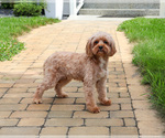 Small #3 Cavapoo (Miniature)