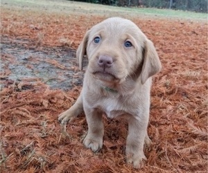 Medium Labrador Retriever