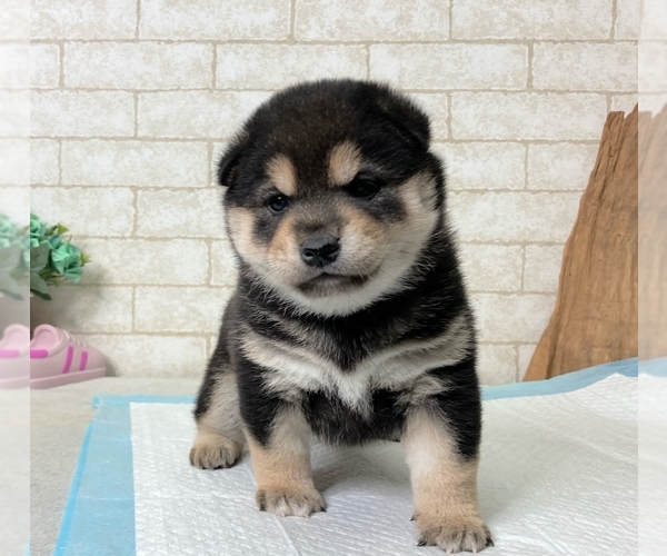 Medium Photo #10 Shiba Inu Puppy For Sale in SEATTLE, WA, USA