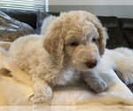 Small Photo #10 Goldendoodle Puppy For Sale in DAVIS, CA, USA