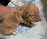 Puppy MALE PIEBALD Dachshund
