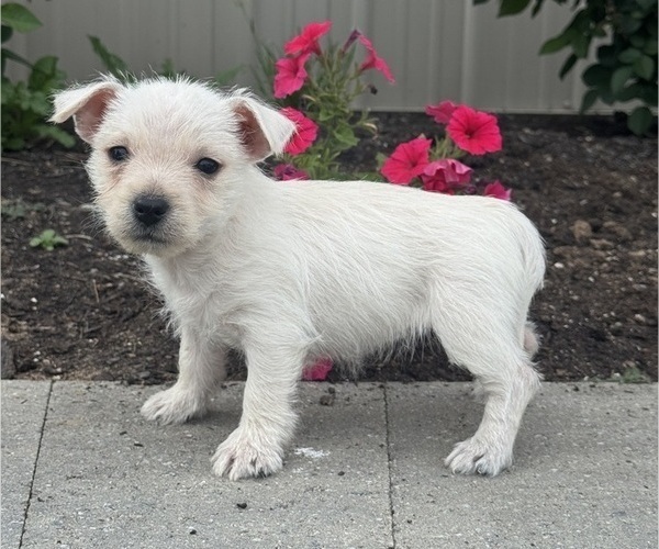 Medium Photo #5 West Highland White Terrier Puppy For Sale in CANOGA, NY, USA