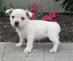 Small #4 West Highland White Terrier