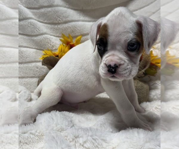 Medium Photo #7 Boxer Puppy For Sale in PAWNEE CITY, NE, USA