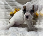 Small Photo #7 Boxer Puppy For Sale in PAWNEE CITY, NE, USA