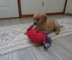 Small #10 Golden Retriever