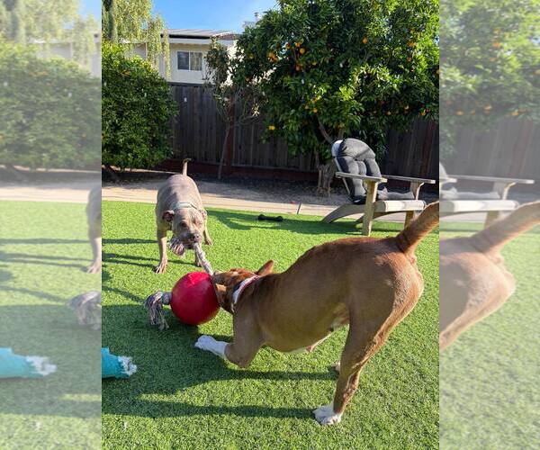 Medium Photo #5 American Staffordshire Terrier-Unknown Mix Puppy For Sale in San Jose, CA, USA