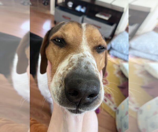 Medium Photo #3 Treeing Walker Coonhound-Unknown Mix Puppy For Sale in Rockaway, NJ, USA